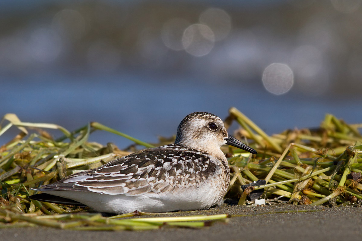 Piovanello Tridattilo